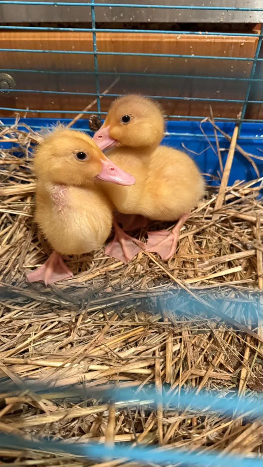 Farmářská DS Skřítek Újezd